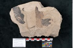 Foto (Objekt + Etikett) von Quercus pseudolonchitis Ettingshausen (NHMW-GEO-2024-0188-7976)